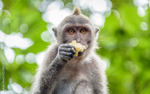 Crab-eating macaque  Macaca fascicularis   also known as the long-tailed macaque  is a cercopithecine primate native to Southeast Asia. The monkey is eating a apple.