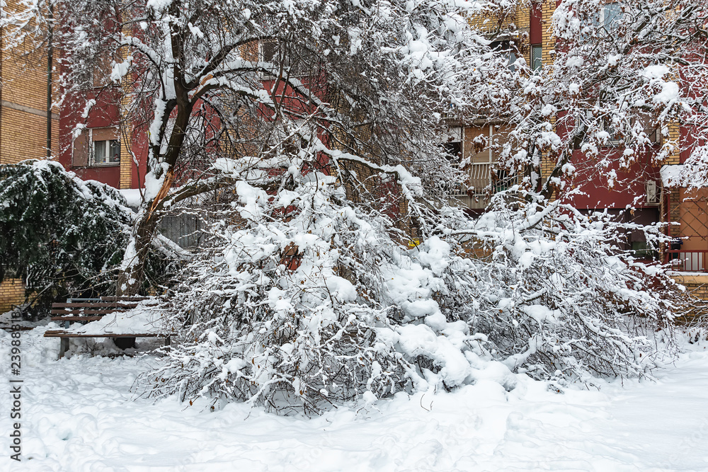 Fototapeta premium Winter view on fallen trees under snow