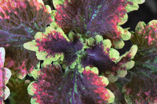 natural fractal