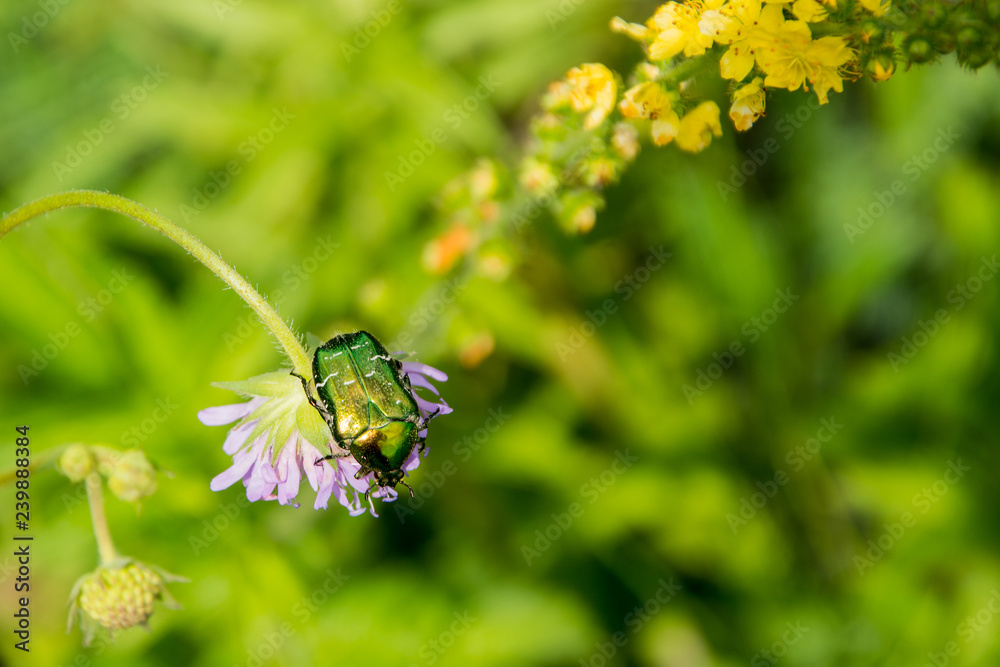 Bronze beetle (Cetonia aurata) on flowers Bronze beetle (Cetonia aurata) on flowers