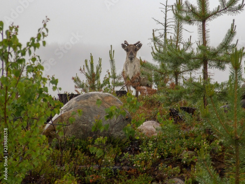 reindeer i met © Lottie