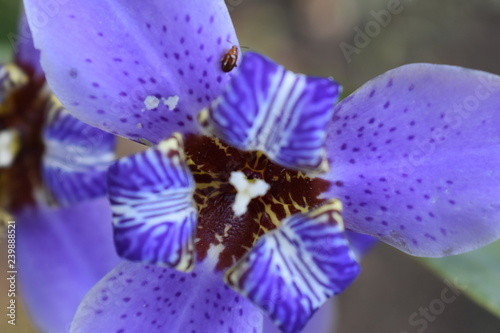 art in flower