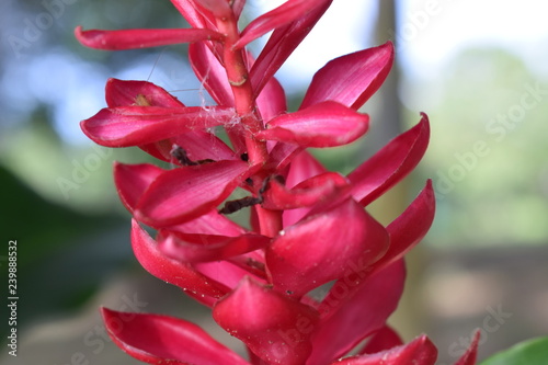 closeup of red flower