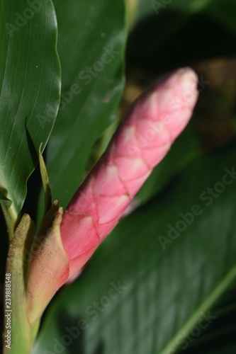 flower little