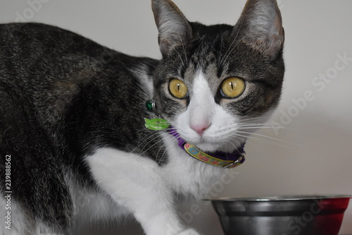 cat in front of camera