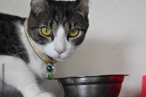 cat with eyes eating