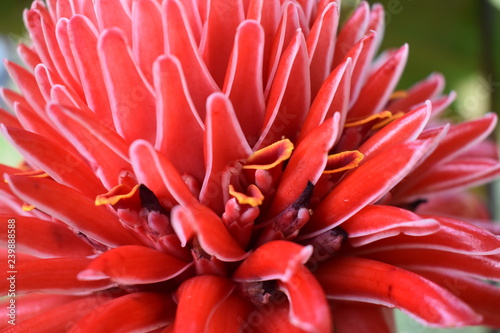 closeup of flower