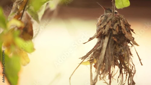 closeup of a hummingbird sitting on a clutch of eggs in his nest, blinking eyes and moving head photo