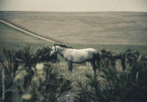 Tethered horse in the field at the evening dusk (Portugal). Selective focus on the horse. Blurred plants at foreground. Toned moody photo.