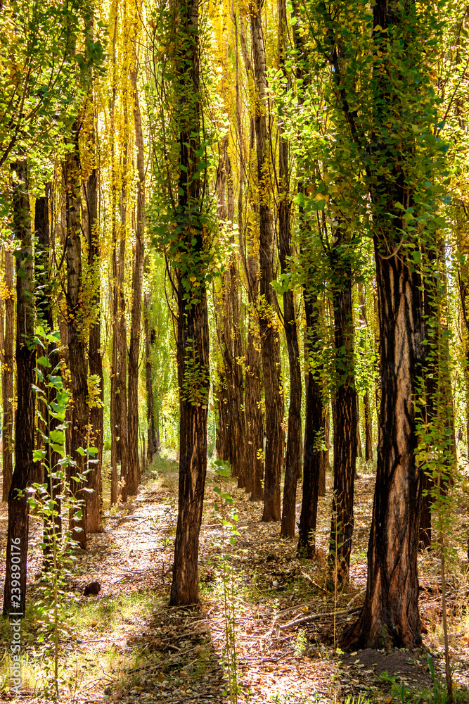 Poplars Forest