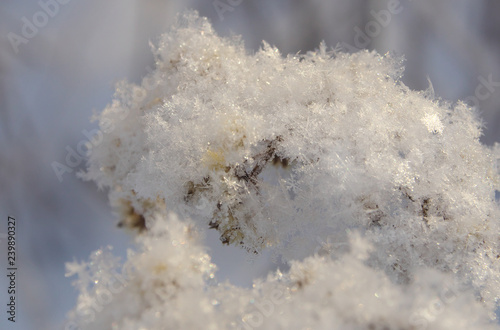 grass covered with hoarfrost and snow can be used for backgrounds, wallpapers and creative © Dmitry