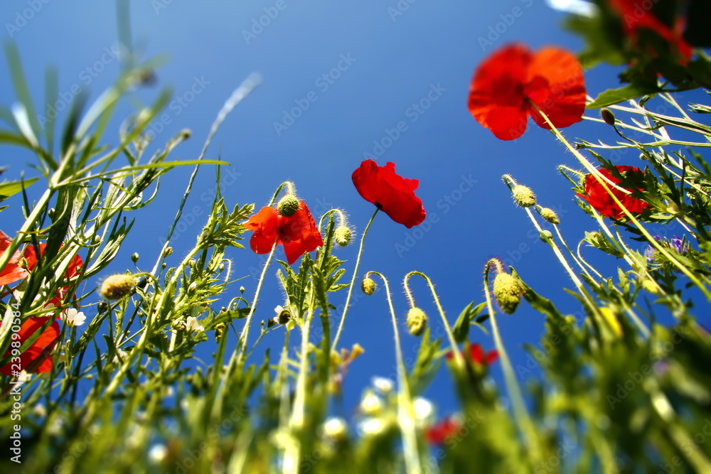 Obraz premium Blumenwiese