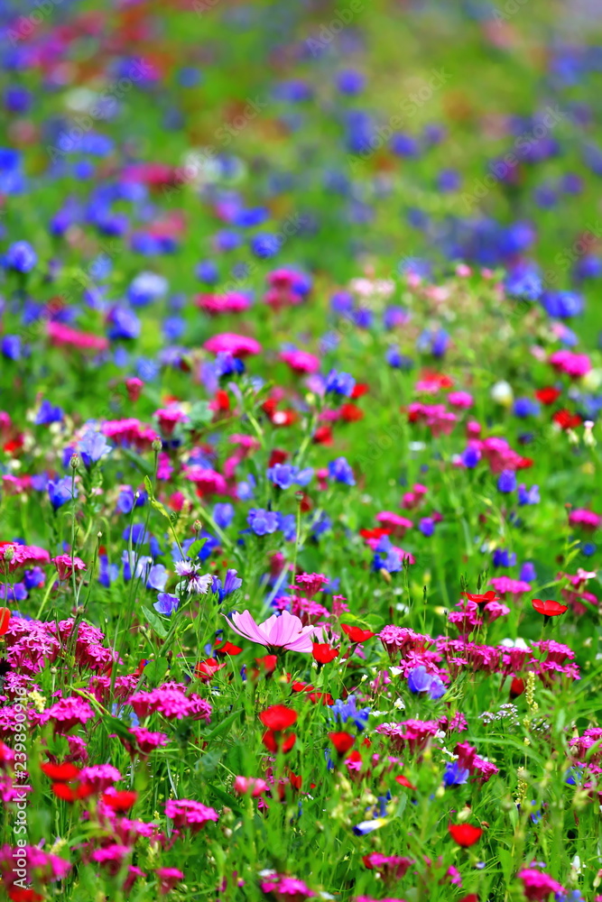 Fototapeta premium Blumenwiese