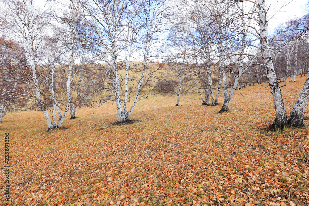 Inner Mongolia Ulan grassland scenery white birch Inner Mongolia Ulan grassland scenery white birch