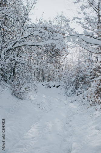 snow in the woods © Omar