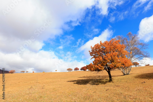 sights of the Ulan prairie in Inner Mongolia  China