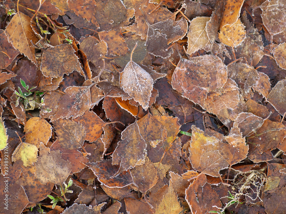 Covered with frost dried leaves of birch, autumn background