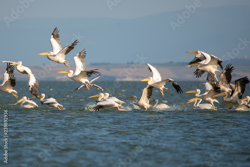 Ak pelikan » Great White Pelican » Pelecanus onocrotalus