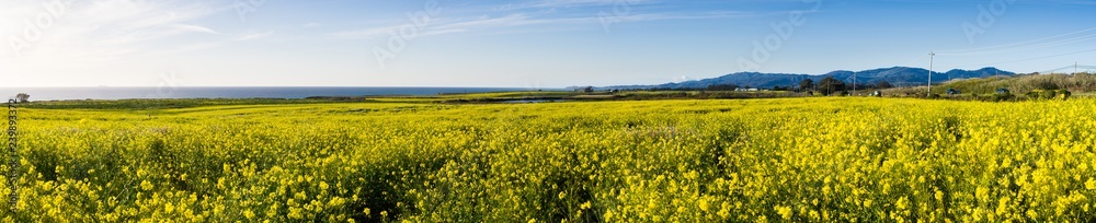 Panoramic view of fields of wild mustard on the Pacific Ocean coastline close to Half Moon Bay, California