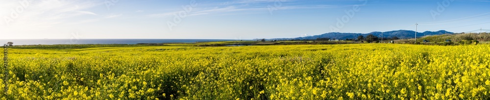 Panoramic view of fields of wild mustard on the Pacific Ocean coastline close to Half Moon Bay, California Panoramic view of fields of wild mustard on the Pacific Ocean coastline close to Half Moon Bay, California