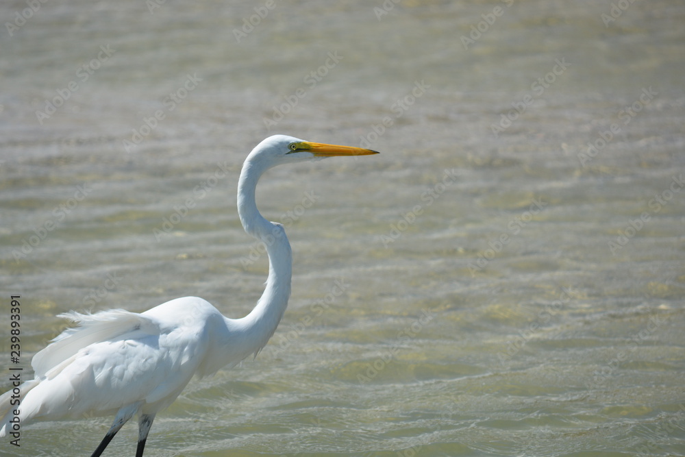 Fototapeta premium Great Heron on the Beach