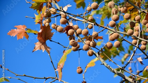 Φωτογραφία Platanus × hispanica, frutos
