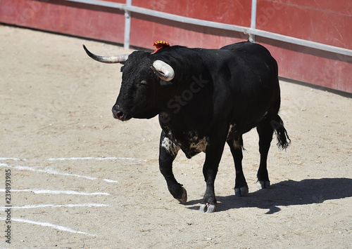 toro en plaza de toros en españa