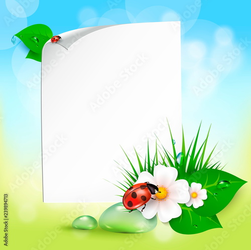 grass, flowers, dew drops, ladybug