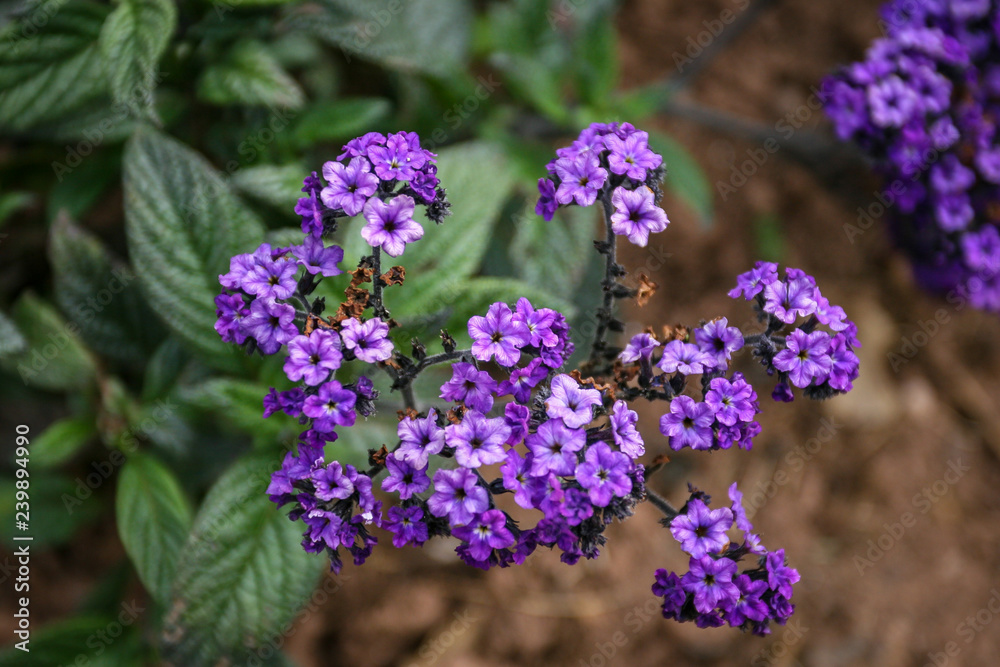 Obraz premium Flowers at Killerton