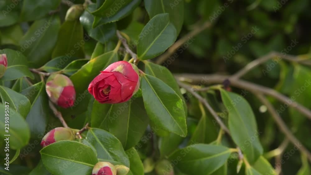 camelia Japonica