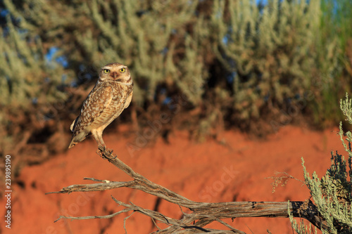 Obraz na płótnie Burrowing owl perching on a stick nearby his desert burrow