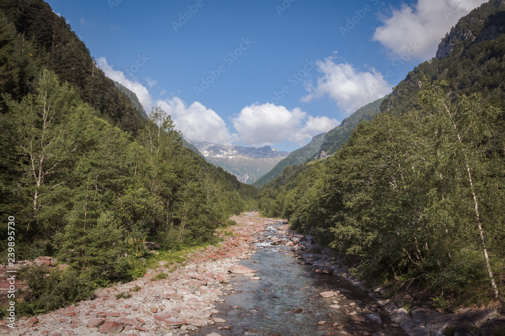 River in the middle of a valley surrounded by trees River in the middle of a valley surrounded by trees