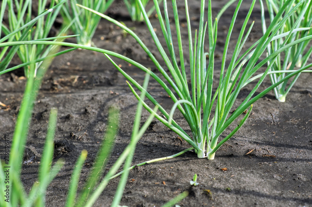 close-up of growing onion plantation in the vegetable garden
close-up of growing onion plantation in the vegetable garden