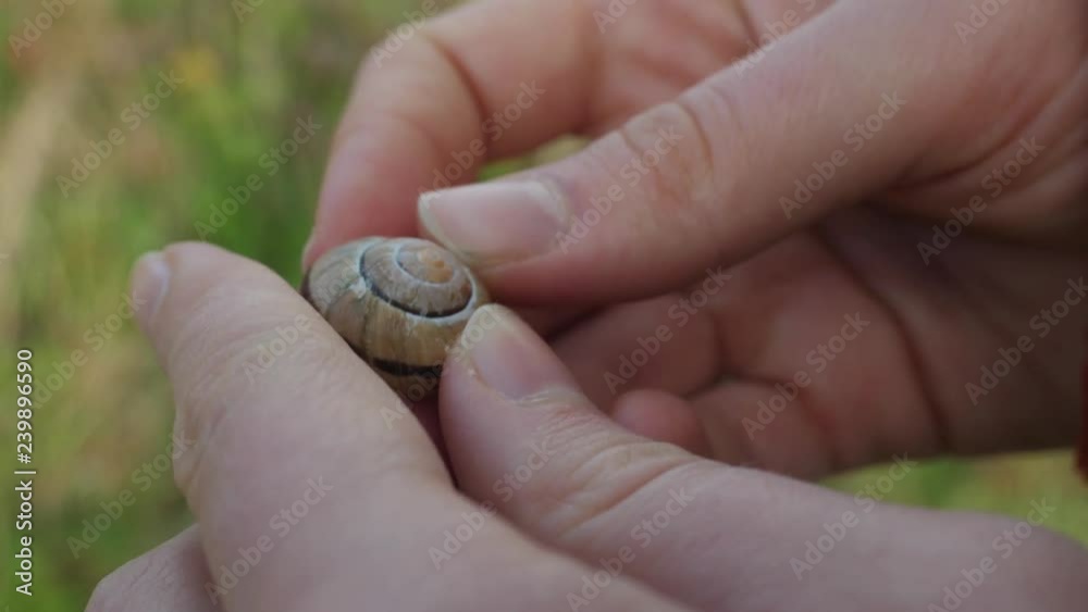 Girl holding and watching an empty snail shell in her hands. Texel ...