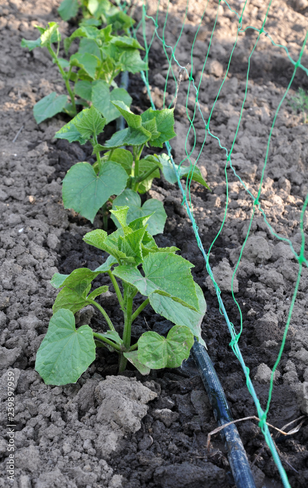 Obraz premium Using a wallpaper grid and drip irrigation for growing cucumbers
