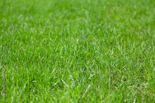 Wallpaper Mural Green Grass Background Texture. Green Field Background. Torontodigital.ca