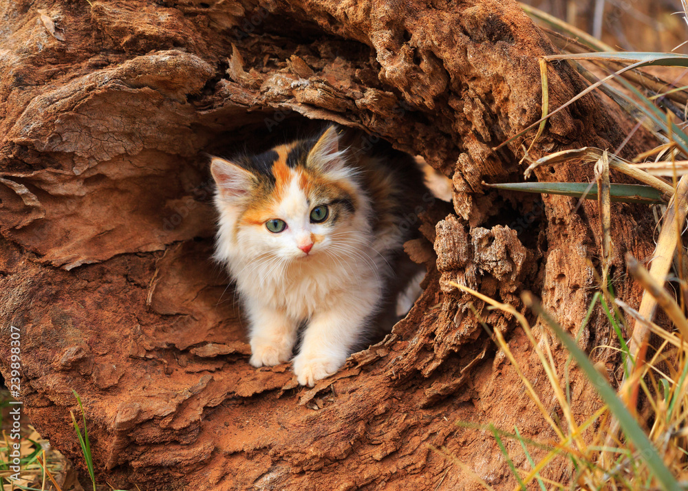 Calico Kitten hide and go seek in a hollow log Stock Photo | Adobe Stock