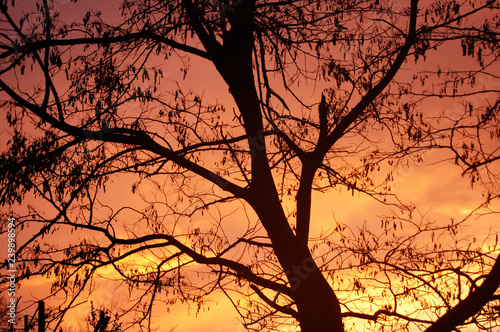 Sunset through tree