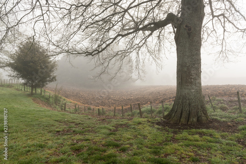 Foggy, spring morning in a rural setting. A bare tree on grass in the foreground overhanging a fence, with a ploughed field in the background.