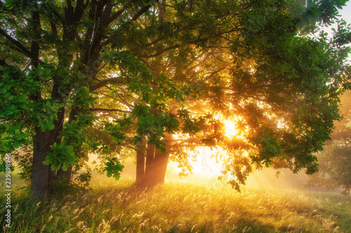 Spring nature at sunrise