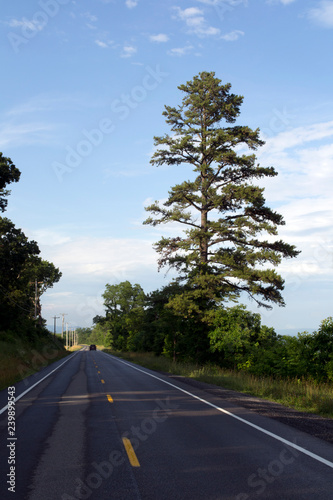 Lonely Road and large pine