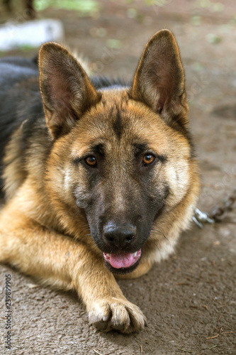 German Shepherd, young East European Shepherd, German Shepherd on the grass, a dog in the park attentively looks into camera. Portrait of young dog with an attentive gaze watching camera