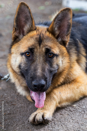 German Shepherd, young East European Shepherd, German Shepherd on the grass, a dog in the park attentively looks into camera. Portrait of young dog with an attentive gaze watching camera