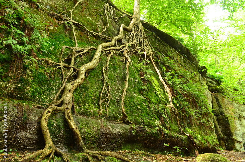 Long tree roots growing up attached to a vertical rock ledge in Nelson