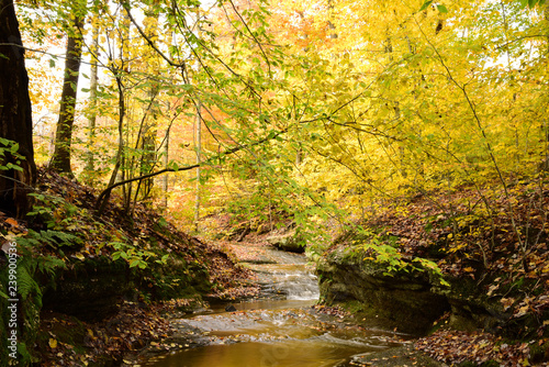 Photography Crystal Creek surrounded by fallen autumn leaves and vibrant trees in Nelson Led