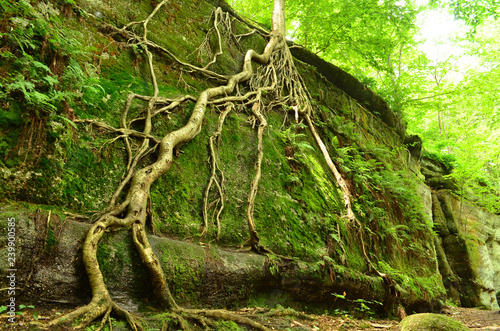 Long tree roots growing up attached to a vertical rock ledge in Nelson Ledges State Park photo