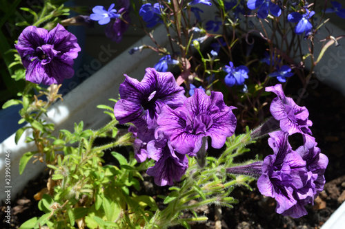Many violet flowers of potted petunia. Home greening with blooming plants.