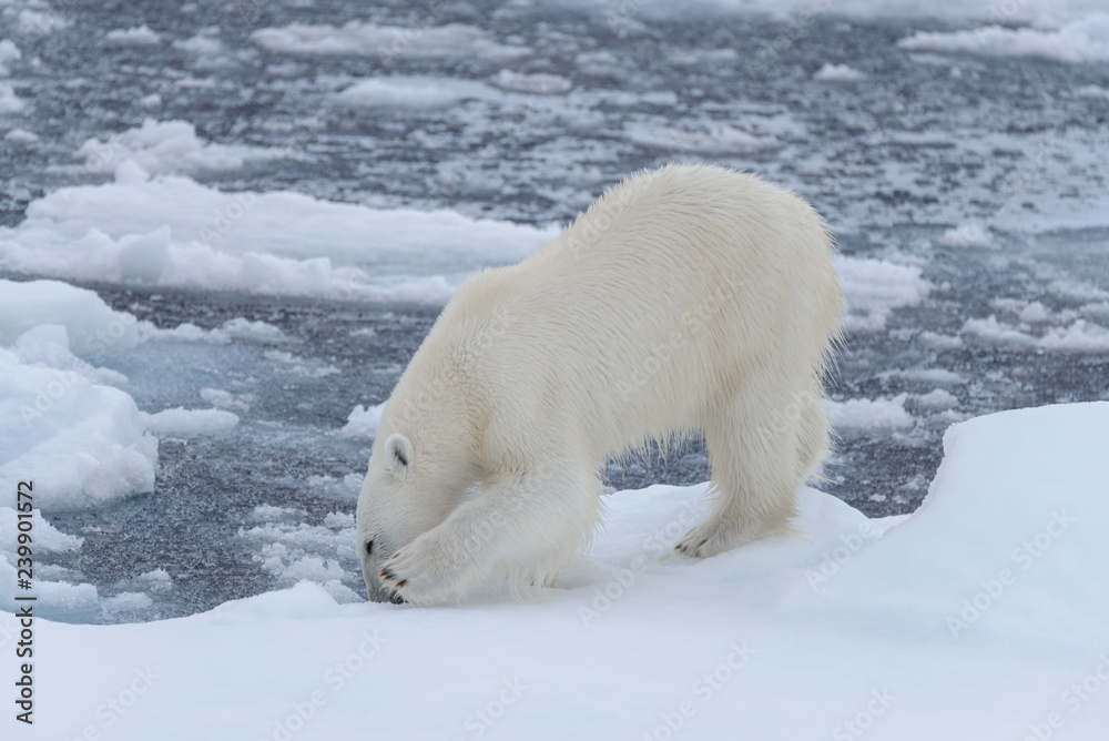 Wild polar bear on pack ice in Arctic sea close up Wild polar bear on pack ice in Arctic sea close up