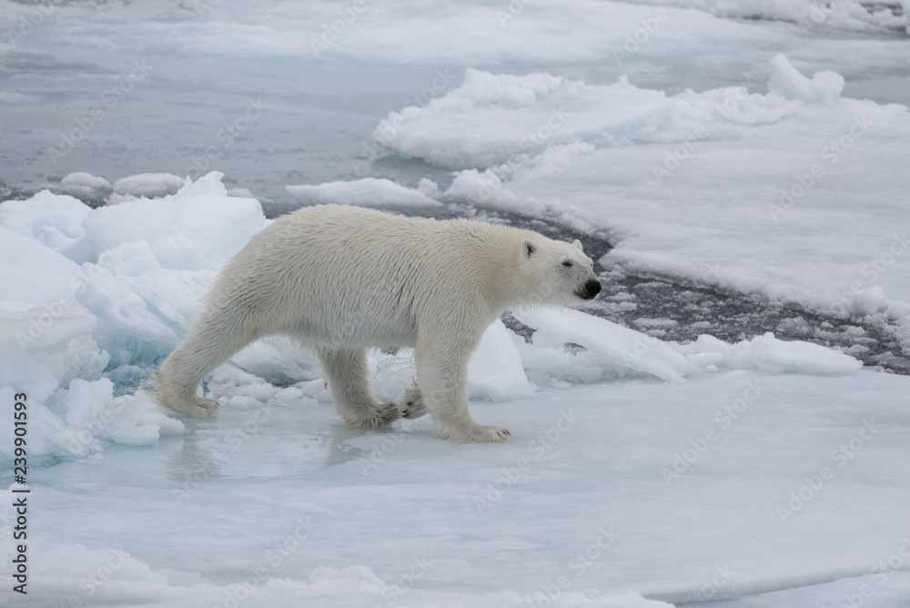 Wild polar bear on pack ice in Arctic sea Wild polar bear on pack ice in Arctic sea