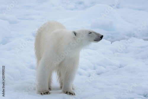 Wild polar bear on pack ice in Arctic sea close up